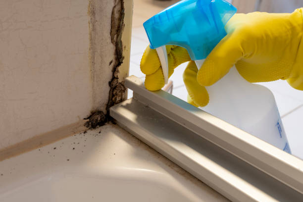 Best Local Mold Removal Service  in Flat Rock, NC