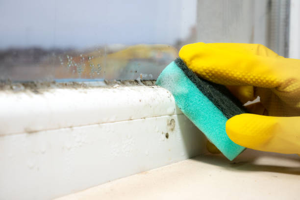 Best Certified Mold Removal  in Flat Rock, NC