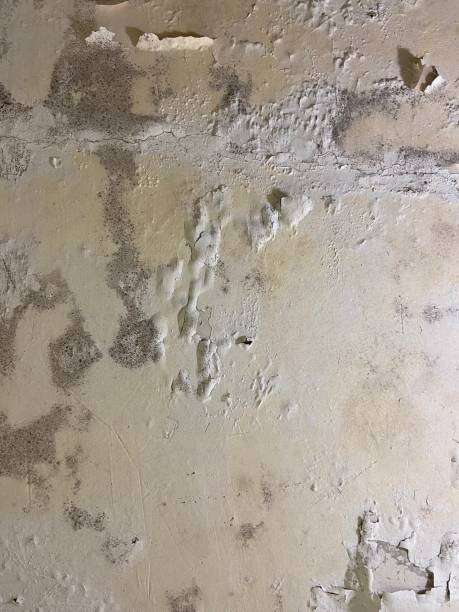 Best Mold Damage Repair  in Flat Rock, NC