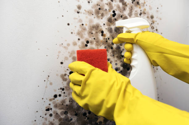 Best Mold Testing  in Flat Rock, NC