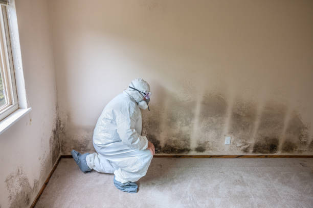 Best Office Mold Removal Services  in Flat Rock, NC