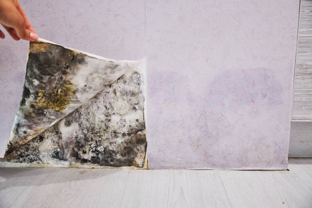 Best Fast Mold Removal  in Flat Rock, NC